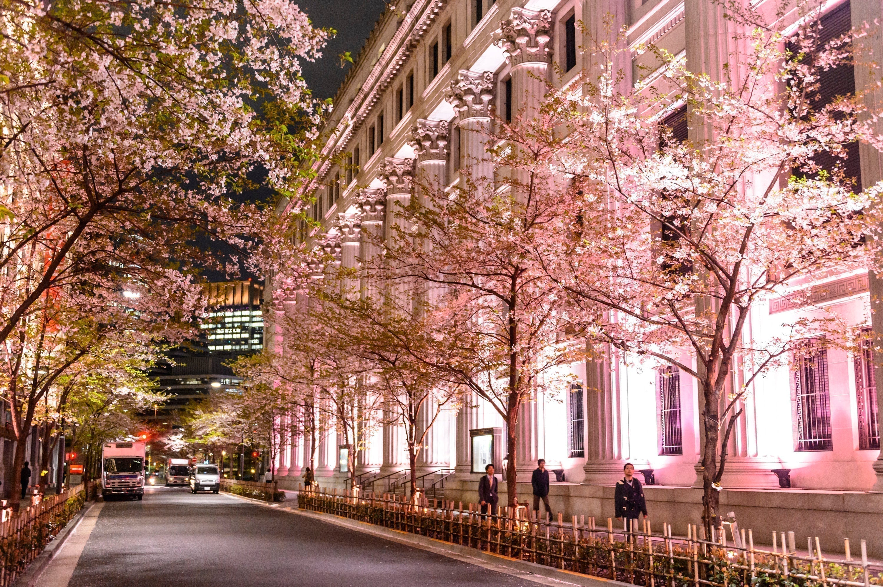 SAKURA FES NIHONBASHI 2025 「咲く、日本橋」 | 一般社団法人中央区