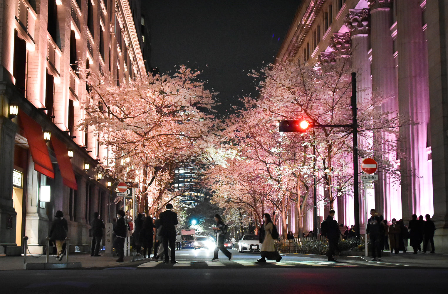 江戸の桜