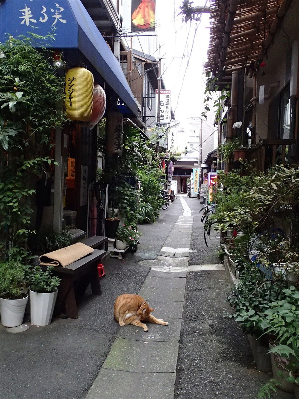 路地裏天国