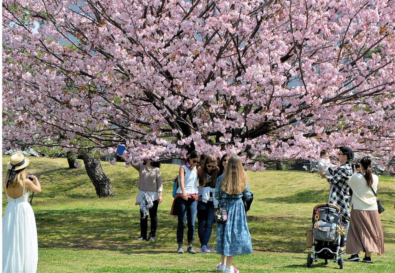 桜に浮かれ