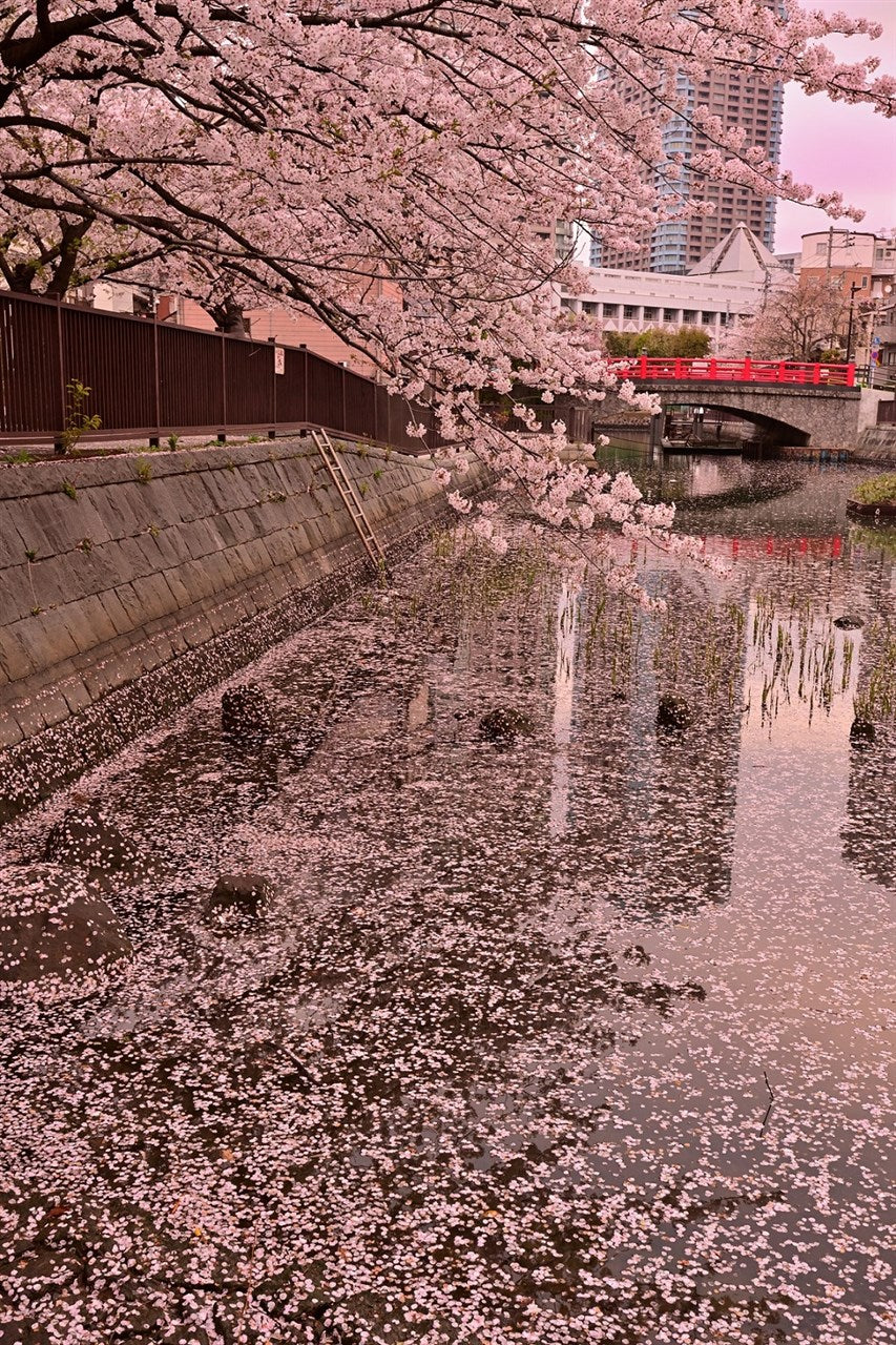 花筏（はないかだ）