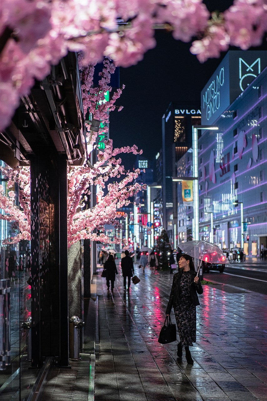 銀座の桜
