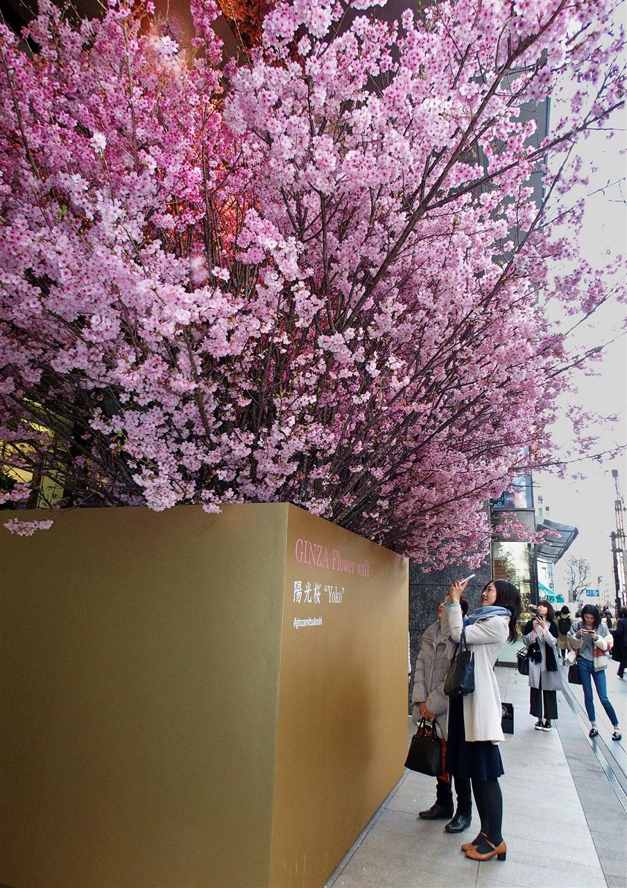 陽光桜を銀座で鑑賞